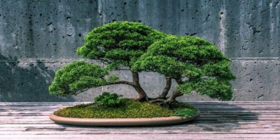 Bonsai: know the history and meaning of these miniature trees