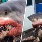 Giant white shark dies after choking on sea turtle