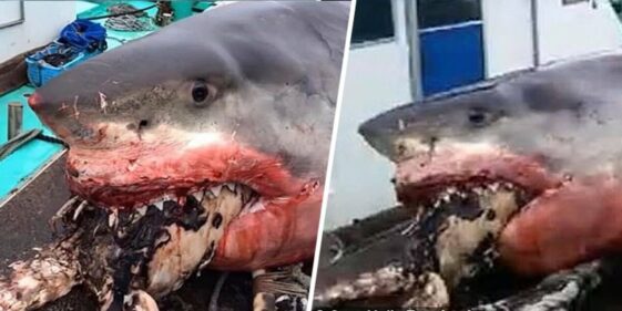 Giant white shark dies after choking on sea turtle