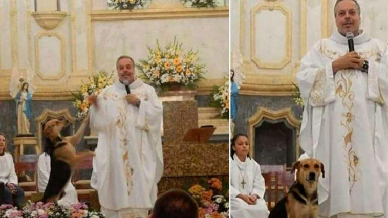 Priest brings stray dogs to Mass to be adopted by parishioners