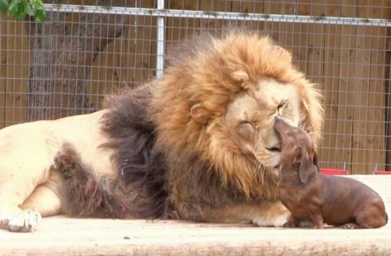 The curious friendship between a huge lion and a dachshund