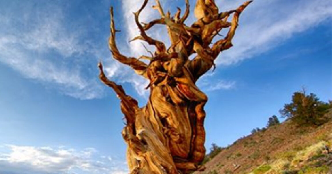 Methuselah: the world's oldest living tree is 4,847 years old