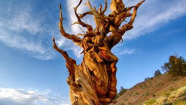 Methuselah: the world's oldest living tree is 4,847 years old
