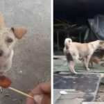 Thailand, puppies hungry: mother begs for food