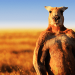 the-worlds-largest-and-strongest-kangaroo-has-died
