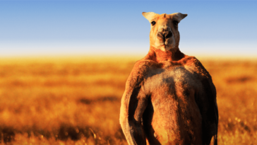 the-worlds-largest-and-strongest-kangaroo-has-died