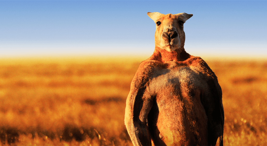 the-worlds-largest-and-strongest-kangaroo-has-died