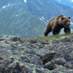 A grizzly bear attacked a group of campers, eating one and forcing the others to flee
