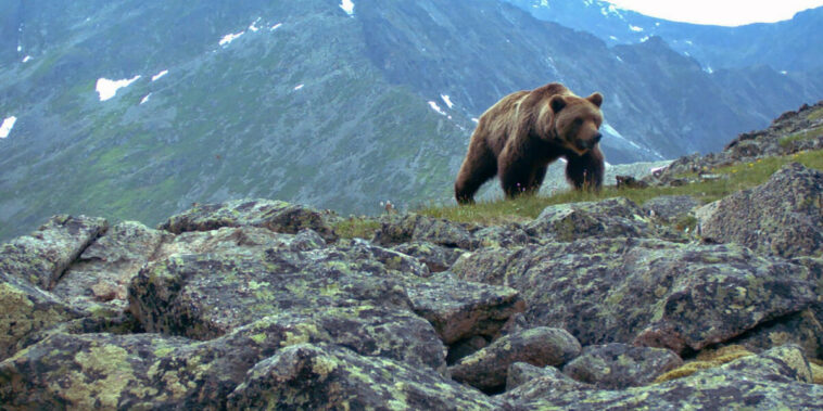 A grizzly bear attacked a group of campers, eating one and forcing the others to flee