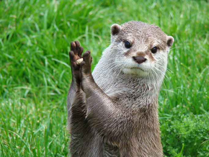 Otters have a favorite stone that they keep for their entire life.