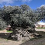 The olive tree is located in Greece and is 3500 years old