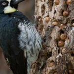 Here's how a woodpecker prepares for winter