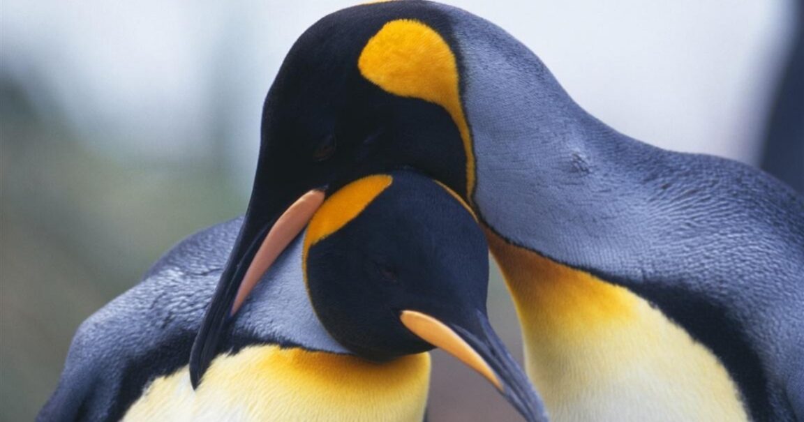 Penguins are the most faithful companions