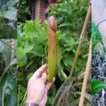 Nepenthes holdenii: carnivorous plant