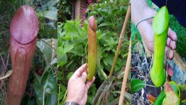 Nepenthes holdenii: carnivorous plant