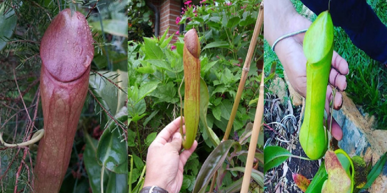 Nepenthes holdenii: carnivorous plant Newz.