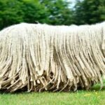 The Komondor is a breed of guard and herding dog, originally from Hungary