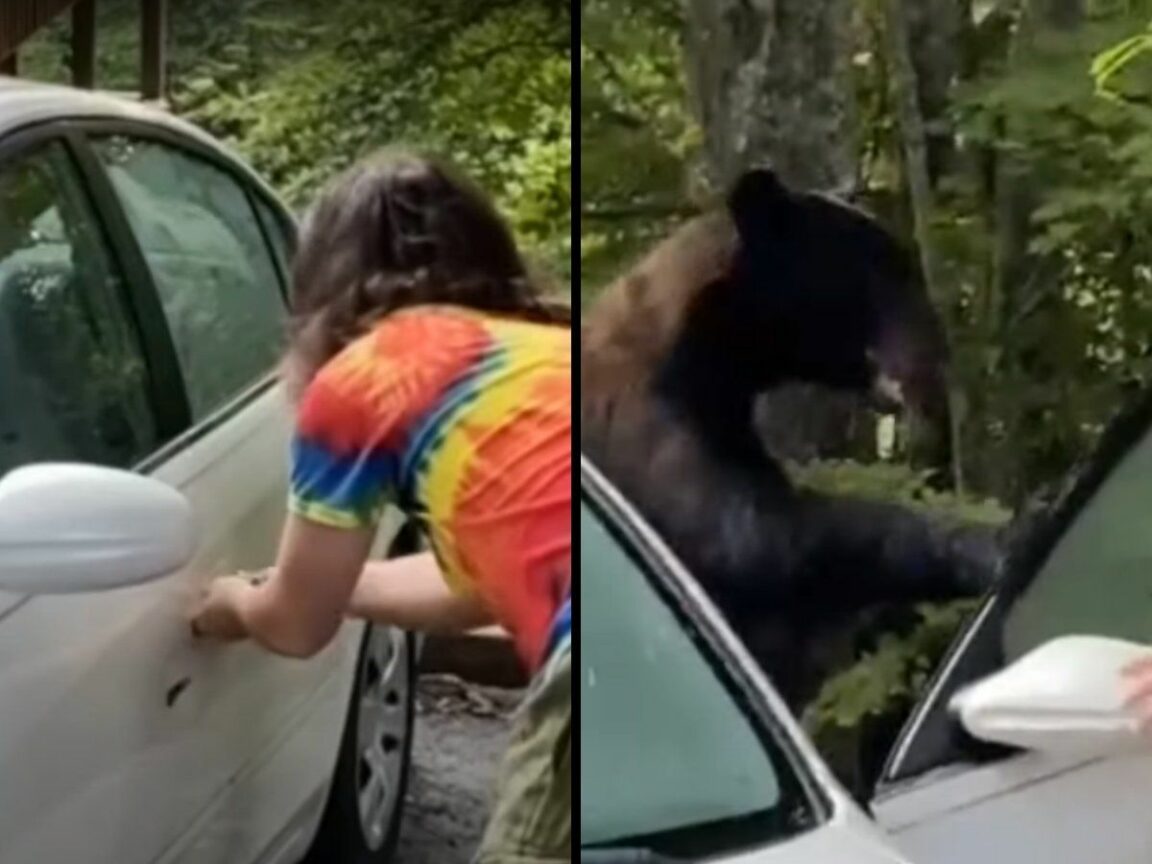 Man risks death while trying to get rid of a bear that had broken into his car