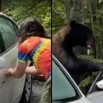 Man risks death while trying to get rid of a bear that had broken into his car