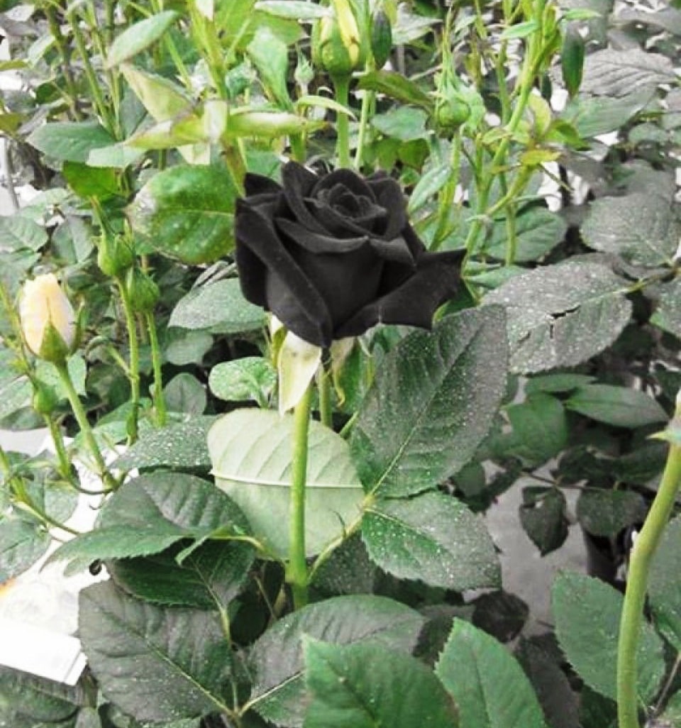 Turkey black roses are also known as Halfeti roses