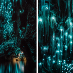 New Zealand: photographer discovers strange creatures in cave