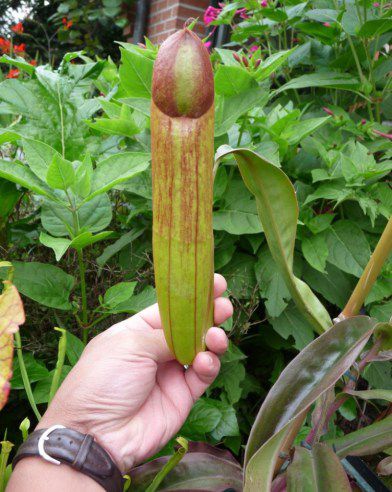 Nepenthes holdenii: carnivorous plant