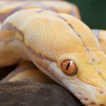 Pythons snakes: behavior and size
