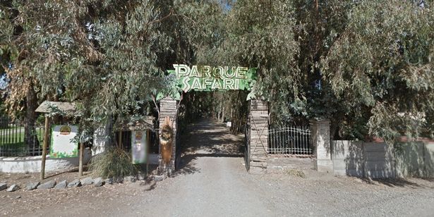 A female safari park worker died instantly after being attacked by a tiger