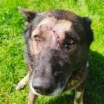 Police dog stabbed while apprehending a suspect