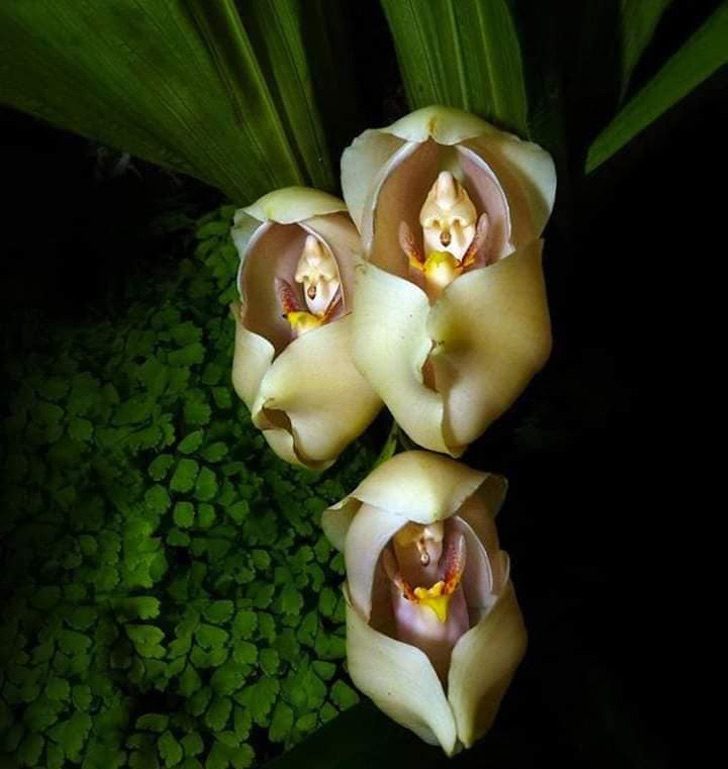 The "cradle of Venus" orchid, a beautiful and little-known flower