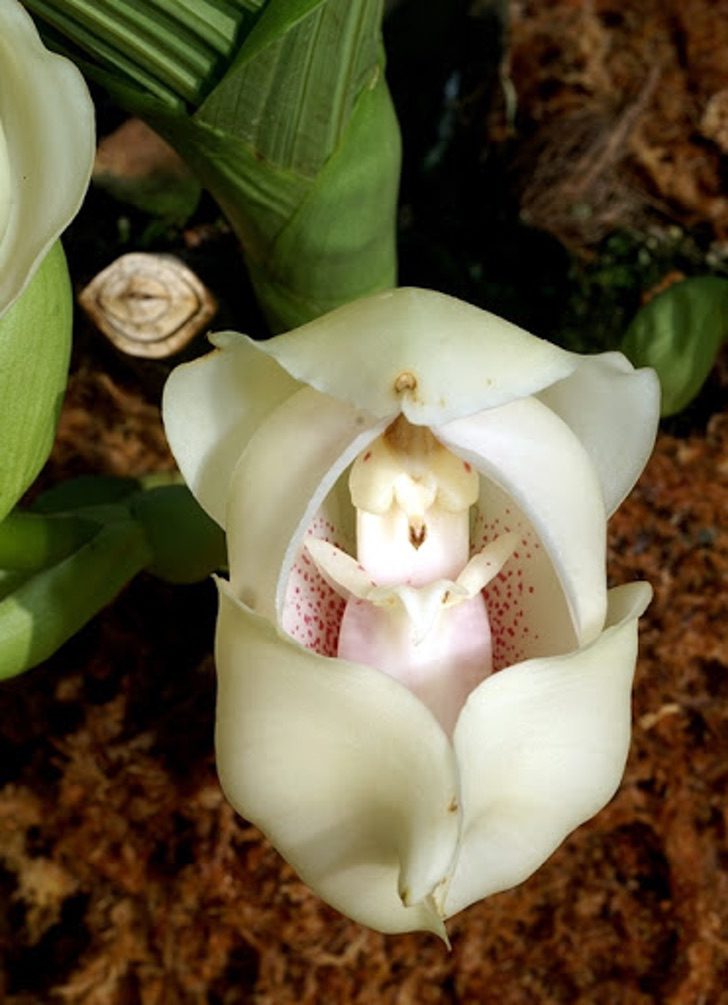 The "cradle of Venus" orchid, a beautiful and little-known flower