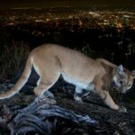 california-mother-saves-5-year-old-son-from-cougar-attack-using-her-bare-hands