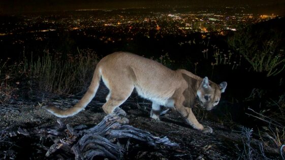 california-mother-saves-5-year-old-son-from-cougar-attack-using-her-bare-hands