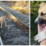 The dog is rescued from the rails at the last second