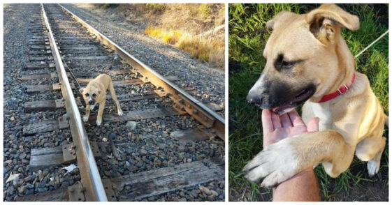 The dog is rescued from the rails at the last second