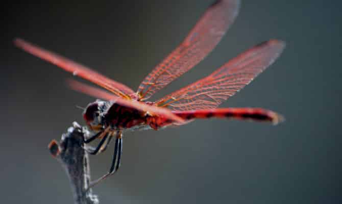 What do butterflies eat? The question most people don't know