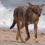 Coyote killed after attacking 3-year-old girl on Cape Cod beach