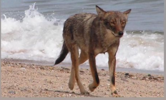 Coyote killed after attacking 3-year-old girl on Cape Cod beach