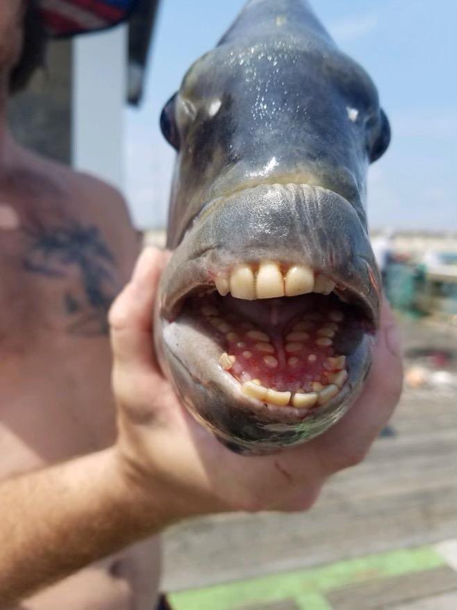 Scary' fish with 'human teeth' baffles social media users