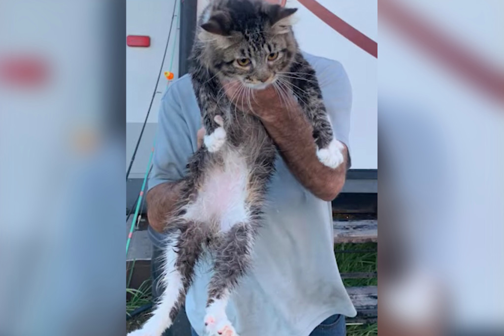 Florida woman arrested for allegedly throwing ex-boyfriend's cat into river after fight