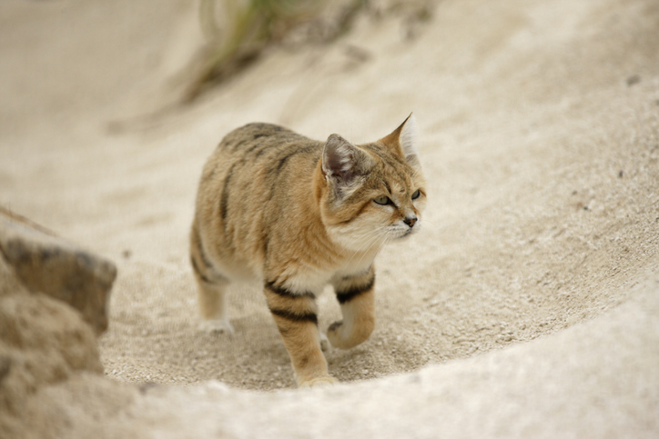This is the desert cat, the most lethal and difficult to observe feline on Earth