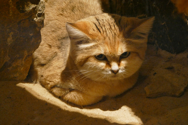 This is the desert cat, the most lethal and difficult to observe feline on Earth