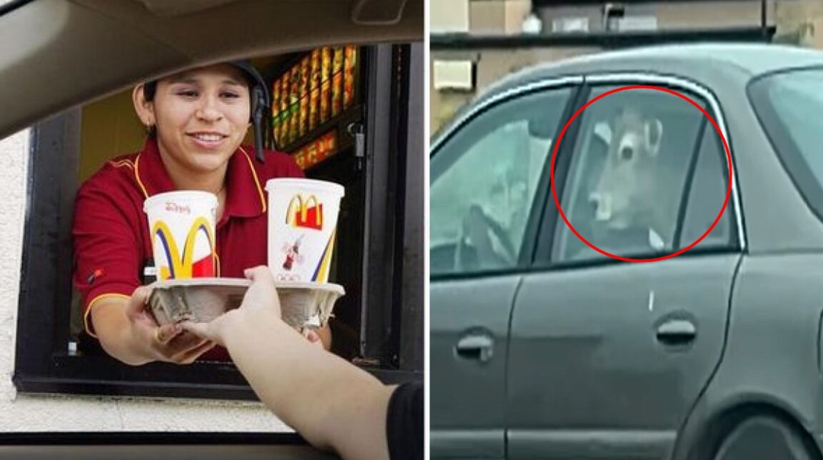 A "whole cow" is spotted in a car waiting in line at a Wisconsin McDonald's