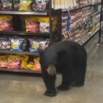 Huge bear filmed strolling through a grocery store in the U.S