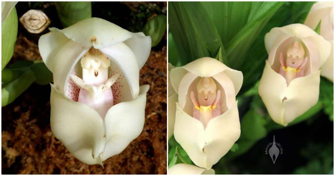 The "cradle of Venus" orchid, a beautiful and little-known flower