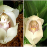 The "cradle of Venus" orchid, a beautiful and little-known flower