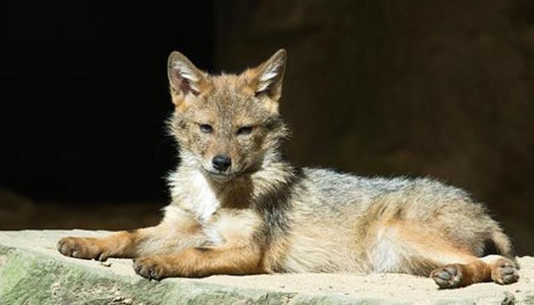 Los Angeles school gets unexpected visitor