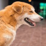 Scabies in dogs: How do I know if my dog has scabies?