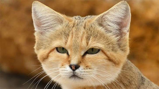 This is the desert cat, the most lethal and difficult to observe feline on Earth