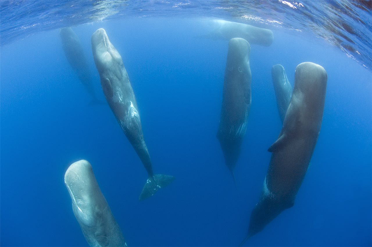 Why are these sperm whales upright?